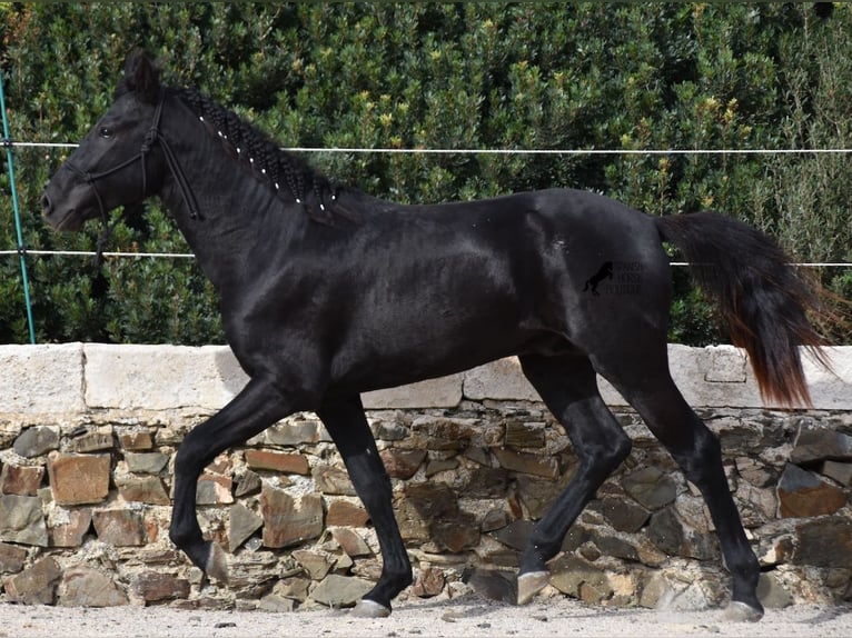 Menorcaanse Hengst 2 Jaar 152 cm Zwart in Menorca