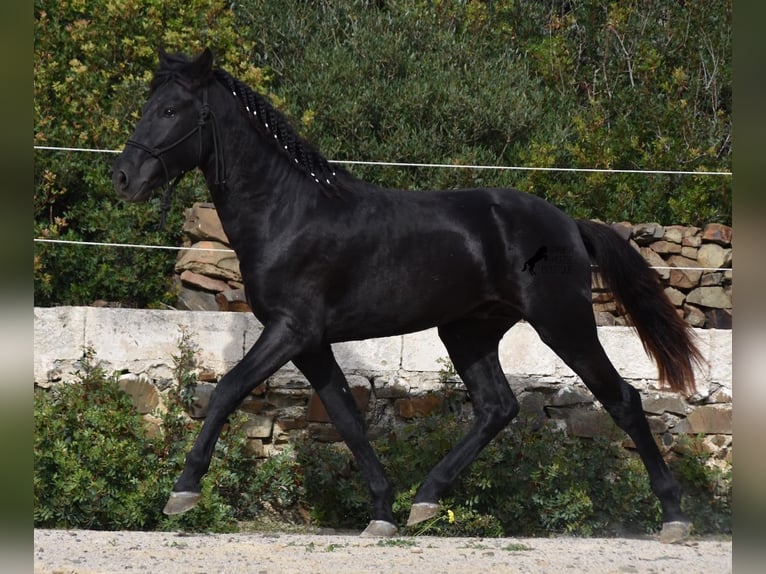 Menorcaanse Hengst 2 Jaar 152 cm Zwart in Menorca