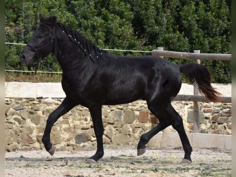 Menorcaanse Hengst 2 Jaar 152 cm Zwart in Menorca