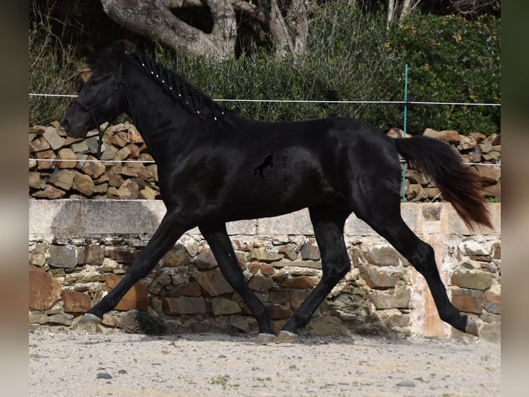 Menorcaanse Hengst 2 Jaar 152 cm Zwart in Menorca