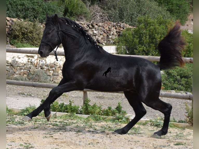 Menorcaanse Hengst 2 Jaar 152 cm Zwart in Menorca