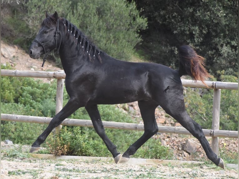 Menorcaanse Hengst 2 Jaar 152 cm Zwart in Menorca