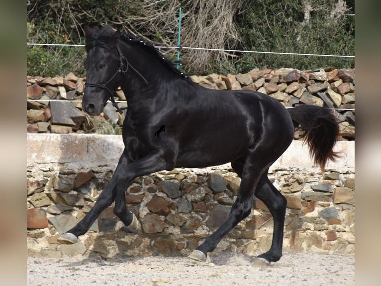 Menorcaanse Hengst 2 Jaar 152 cm Zwart in Menorca