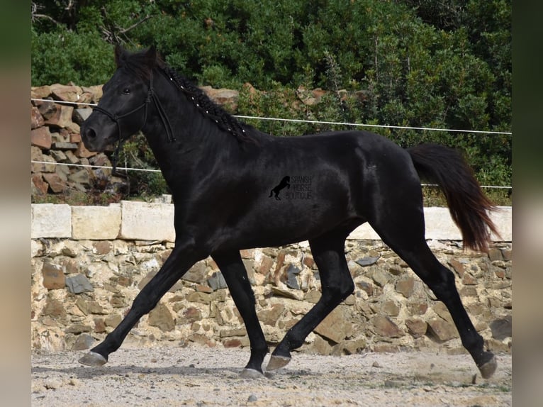 Menorcaanse Hengst 2 Jaar 152 cm Zwart in Menorca