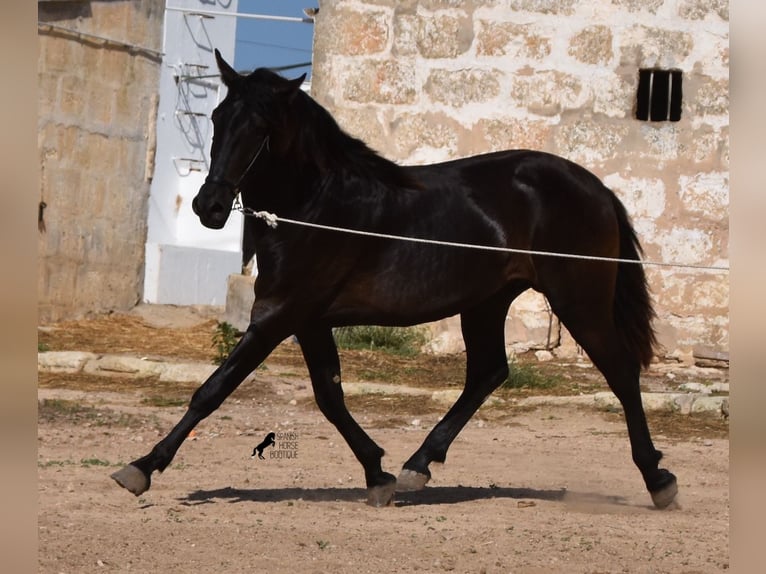 Menorcaanse Hengst 2 Jaar 158 cm Zwart in Menorca