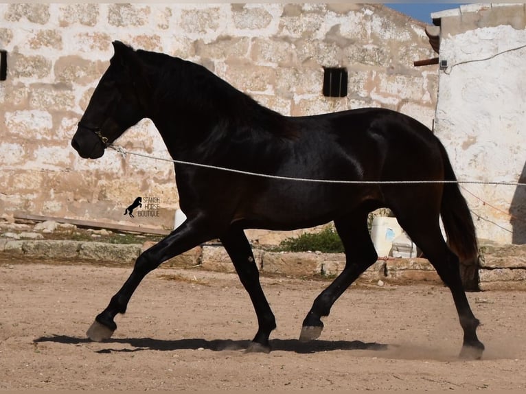 Menorcaanse Hengst 2 Jaar 158 cm Zwart in Menorca