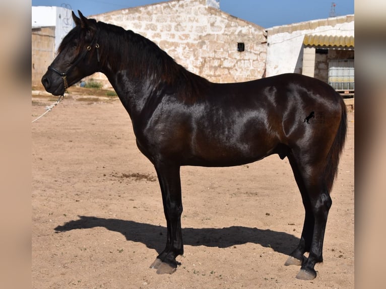 Menorcaanse Hengst 2 Jaar 158 cm Zwart in Menorca