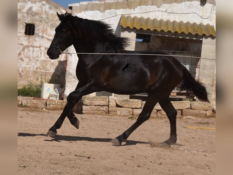 Menorcaanse Hengst 2 Jaar 158 cm Zwart in Menorca