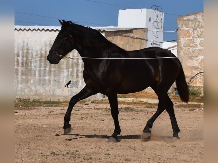 Menorcaanse Hengst 2 Jaar 158 cm Zwart in Menorca