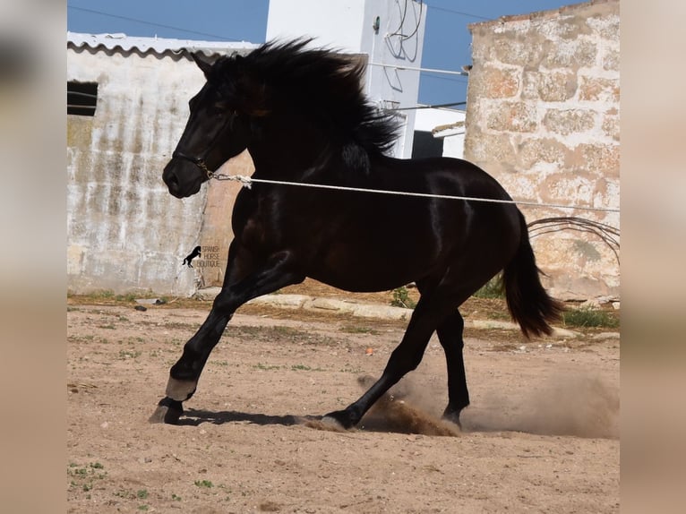 Menorcaanse Hengst 2 Jaar 158 cm Zwart in Menorca