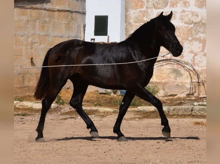 Menorcaanse Hengst 2 Jaar 158 cm Zwart in Menorca