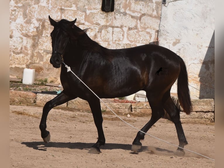 Menorcaanse Hengst 2 Jaar 158 cm Zwart in Menorca