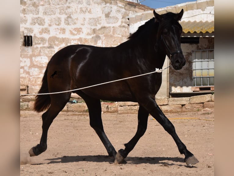 Menorcaanse Hengst 2 Jaar 158 cm Zwart in Menorca