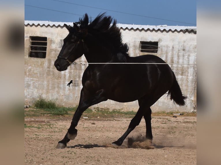 Menorcaanse Hengst 2 Jaar 158 cm Zwart in Menorca