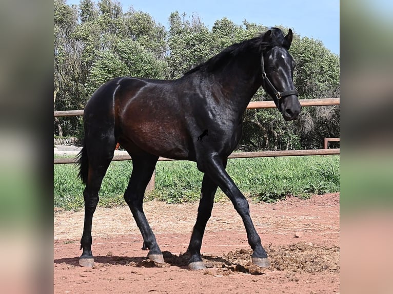 Menorcaanse Hengst 2 Jaar 159 cm Zwart in Menorca