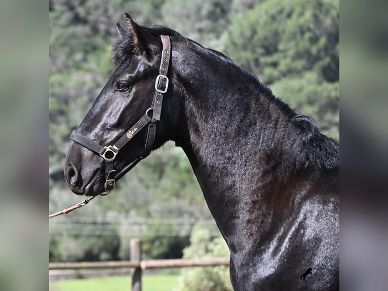 Menorcaanse Hengst 2 Jaar 159 cm Zwart in Menorca