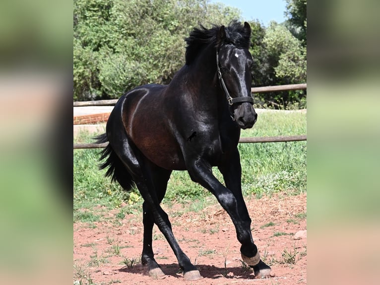 Menorcaanse Hengst 2 Jaar 159 cm Zwart in Menorca