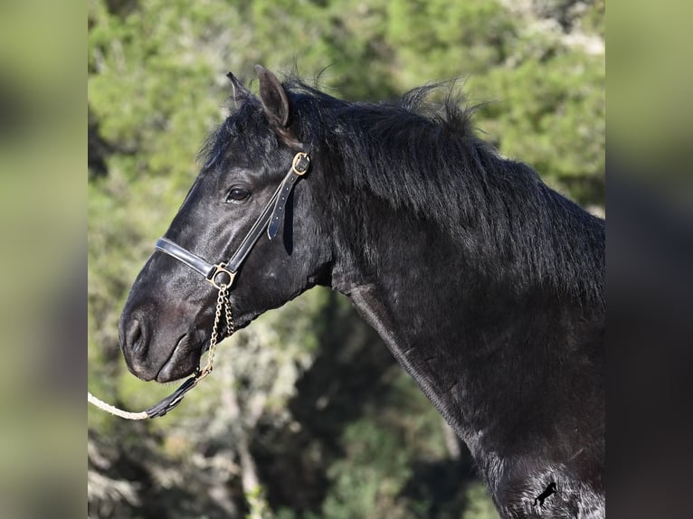 Menorcaanse Hengst 2 Jaar 160 cm Zwart in Menorca