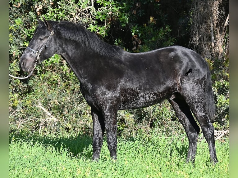 Menorcaanse Hengst 2 Jaar 160 cm Zwart in Menorca