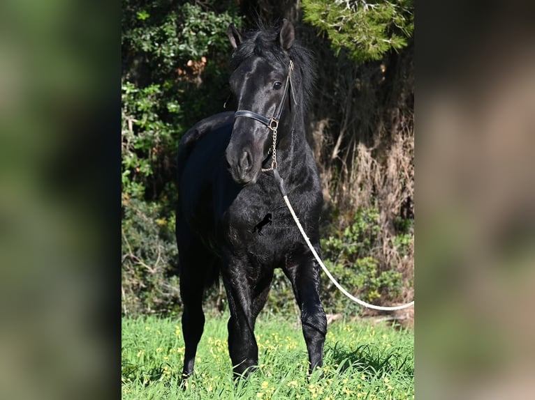 Menorcaanse Hengst 2 Jaar 160 cm Zwart in Menorca