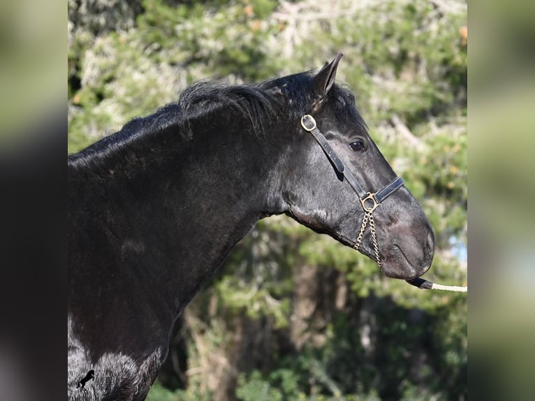 Menorcaanse Hengst 2 Jaar 160 cm Zwart in Menorca