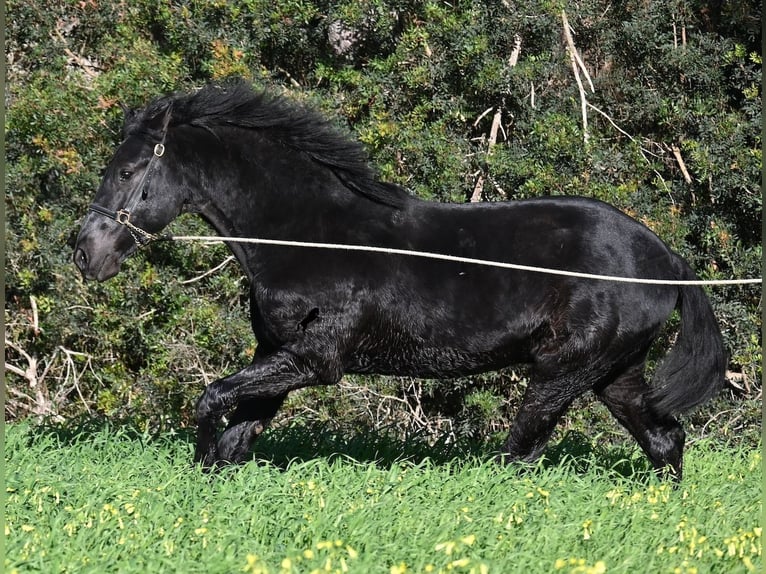 Menorcaanse Hengst 2 Jaar 160 cm Zwart in Menorca