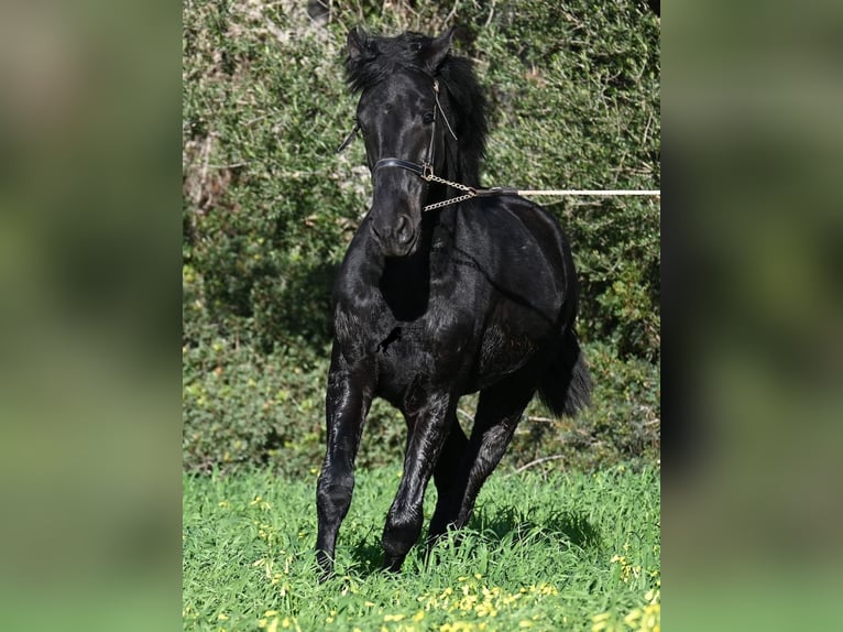 Menorcaanse Hengst 2 Jaar 160 cm Zwart in Menorca