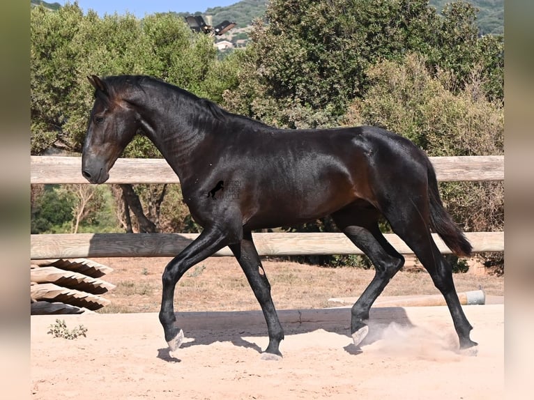 Menorcaanse Hengst 2 Jaar 160 cm Zwart in Menorca