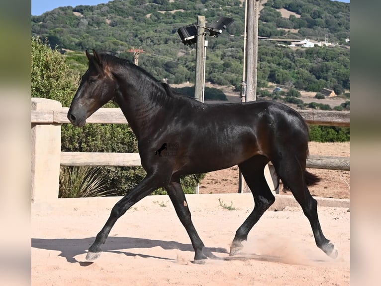 Menorcaanse Hengst 2 Jaar 160 cm Zwart in Menorca