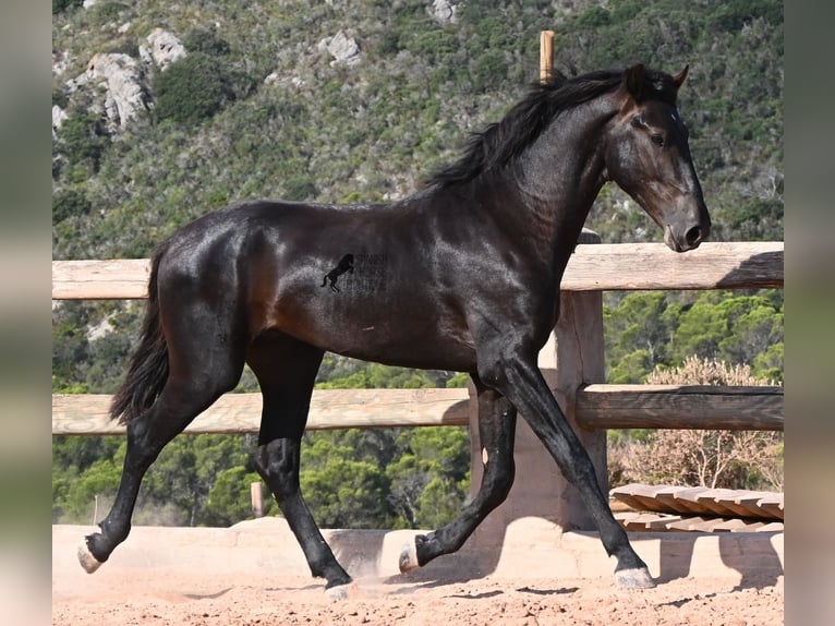 Menorcaanse Hengst 2 Jaar 160 cm Zwart in Menorca