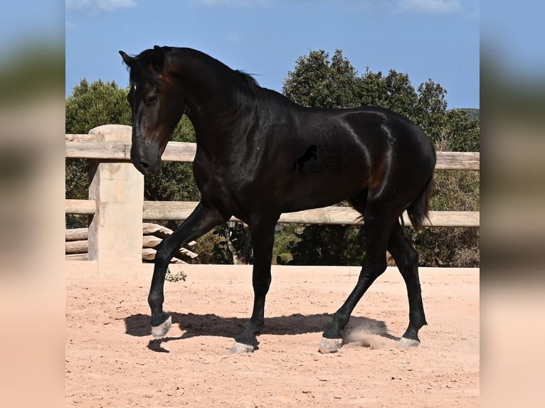 Menorcaanse Hengst 2 Jaar 160 cm Zwart in Menorca