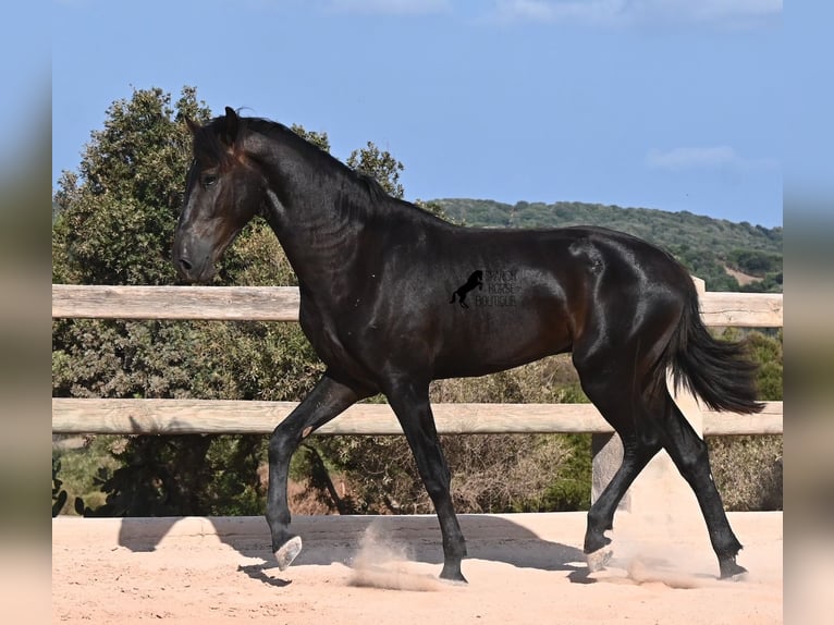 Menorcaanse Hengst 2 Jaar 160 cm Zwart in Menorca