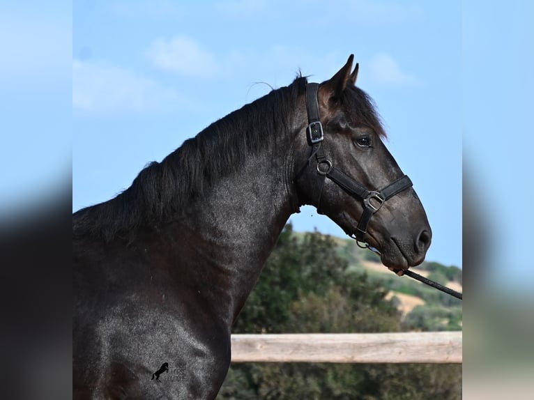 Menorcaanse Hengst 2 Jaar 160 cm Zwart in Menorca