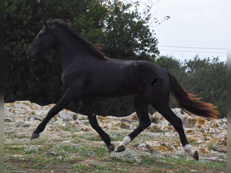 Menorcaanse Hengst 2 Jaar 160 cm Zwart in Menorca