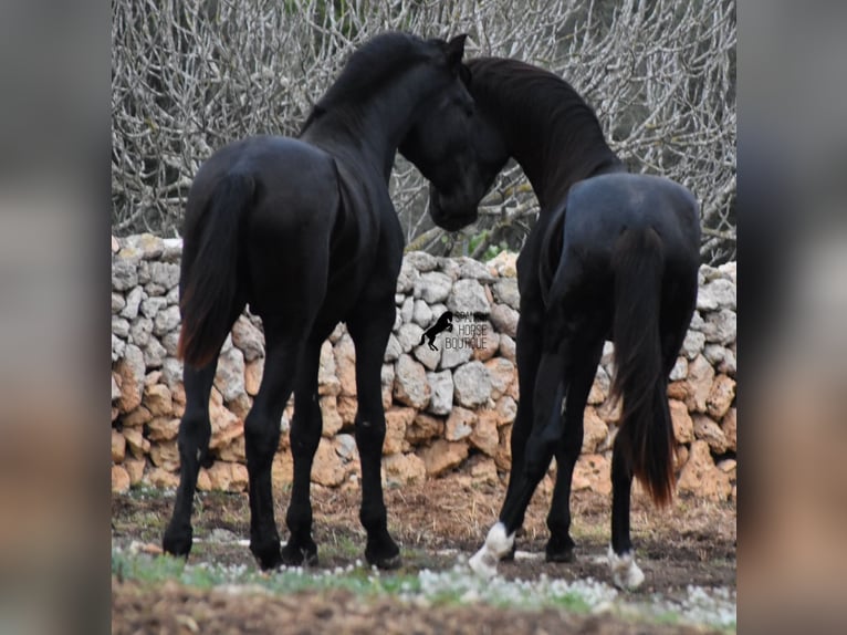 Menorcaanse Hengst 2 Jaar 160 cm Zwart in Menorca