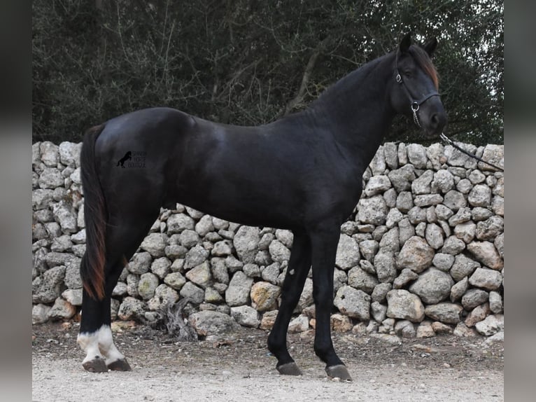 Menorcaanse Hengst 2 Jaar 160 cm Zwart in Menorca