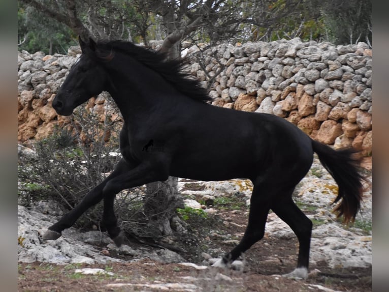 Menorcaanse Hengst 2 Jaar 160 cm Zwart in Menorca