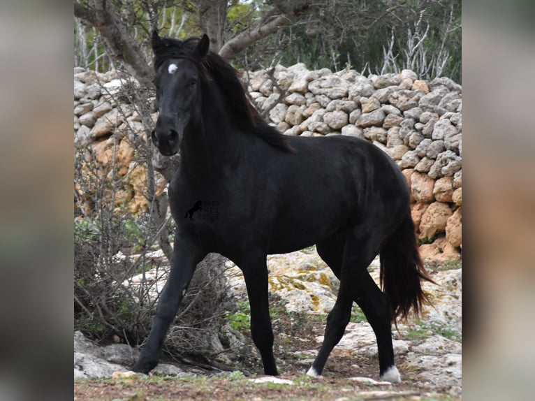 Menorcaanse Hengst 2 Jaar 160 cm Zwart in Menorca