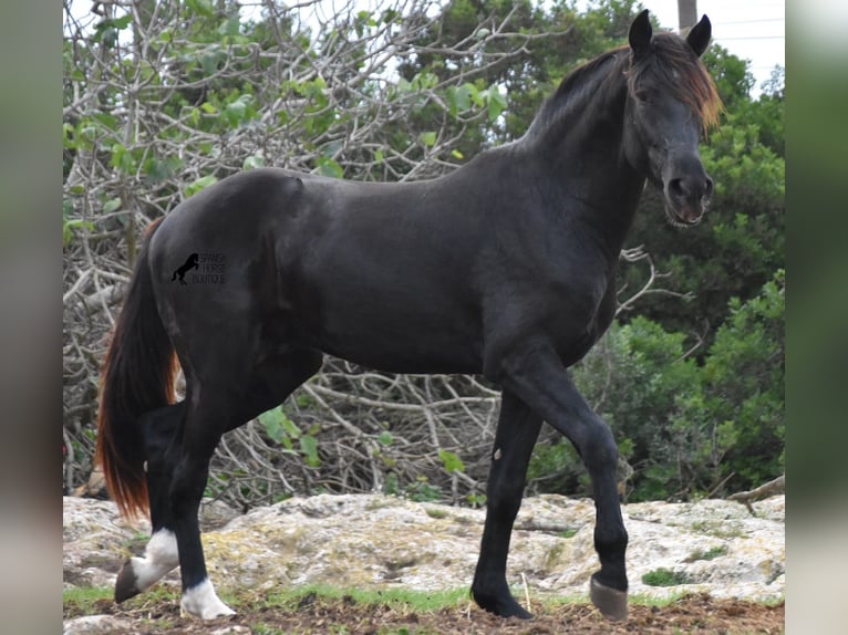 Menorcaanse Hengst 2 Jaar 160 cm Zwart in Menorca