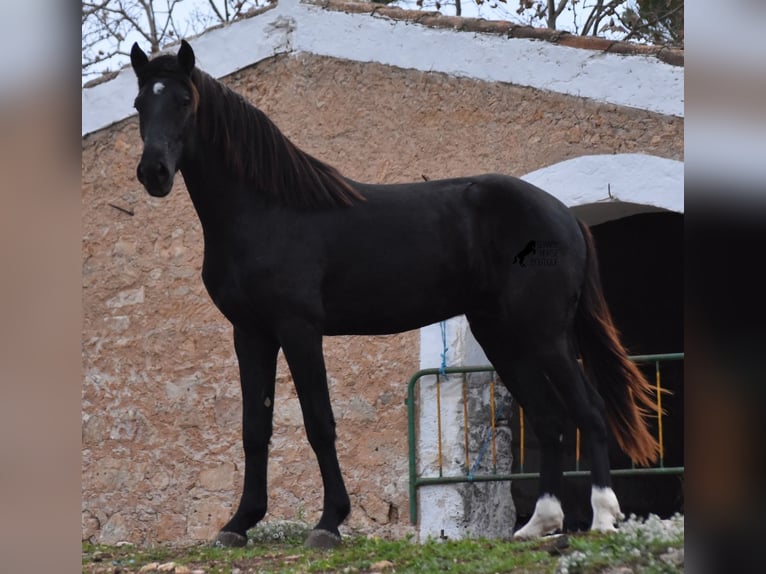 Menorcaanse Hengst 2 Jaar 160 cm Zwart in Menorca