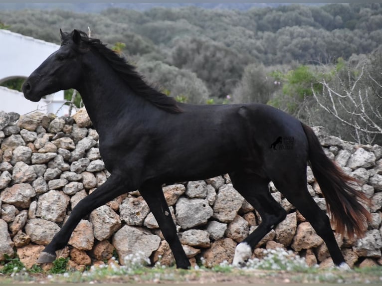 Menorcaanse Hengst 2 Jaar 160 cm Zwart in Menorca