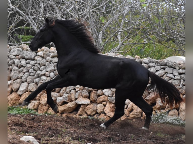 Menorcaanse Hengst 2 Jaar 160 cm Zwart in Menorca