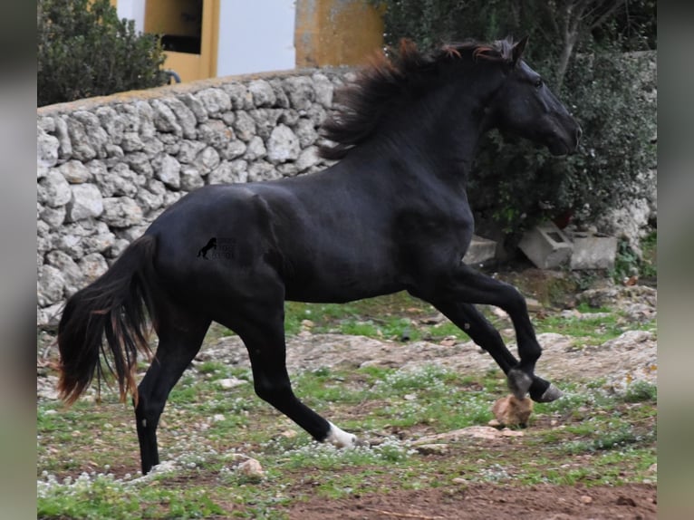 Menorcaanse Hengst 2 Jaar 160 cm Zwart in Menorca