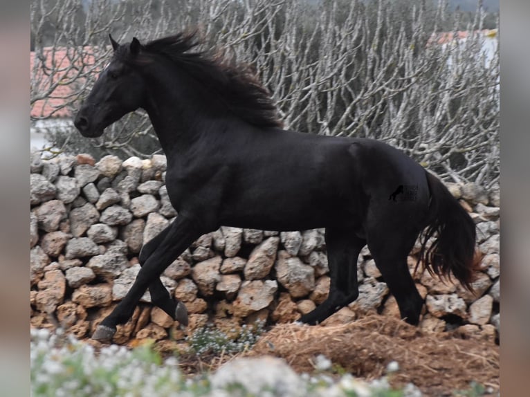 Menorcaanse Hengst 2 Jaar 160 cm Zwart in Menorca