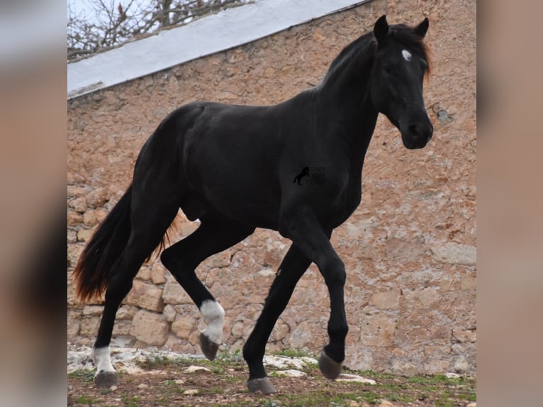 Menorcaanse Hengst 2 Jaar 160 cm Zwart in Menorca