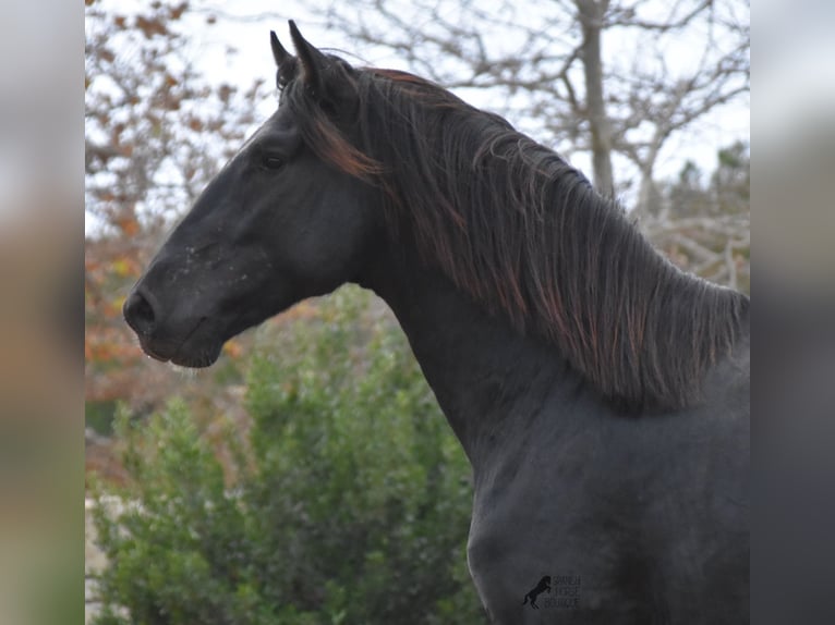 Menorcaanse Hengst 2 Jaar 160 cm Zwart in Menorca