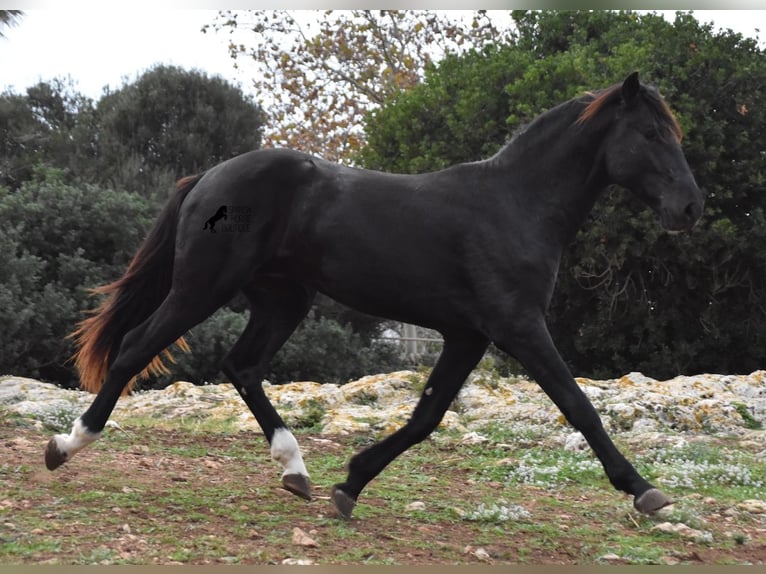 Menorcaanse Hengst 2 Jaar 160 cm Zwart in Menorca