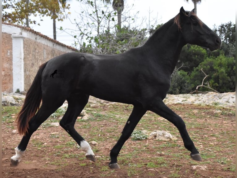 Menorcaanse Hengst 2 Jaar 160 cm Zwart in Menorca