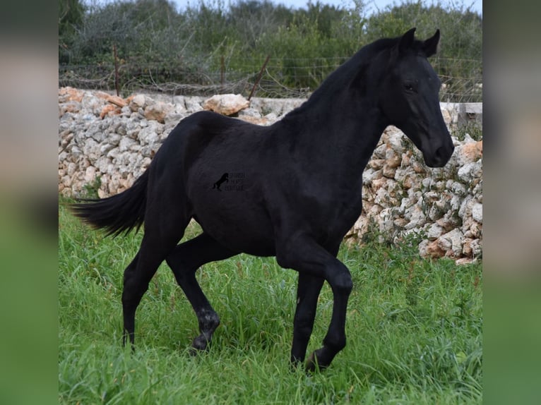 Menorcaanse Hengst 2 Jaar 160 cm Zwart in Menorca