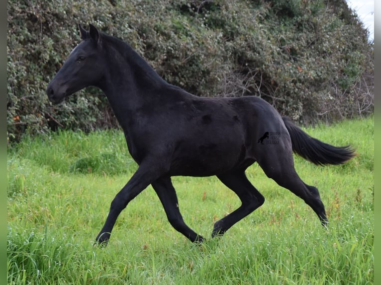 Menorcaanse Hengst 2 Jaar 160 cm Zwart in Menorca